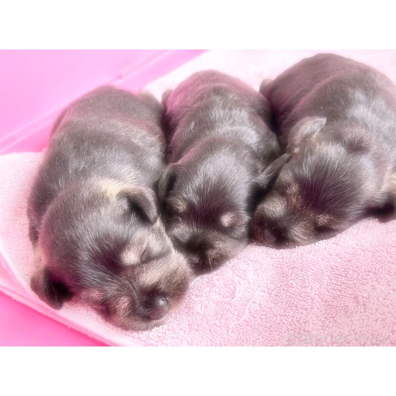 販売中の福岡県のミニチュアシュナウザー-421694の6枚目
