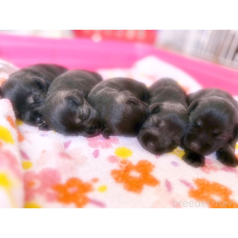 販売中の福岡県のミニチュアシュナウザー-421696の6枚目