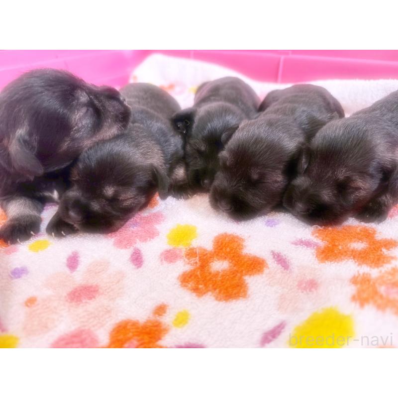 販売中の福岡県のミニチュアシュナウザー-421696の2枚目