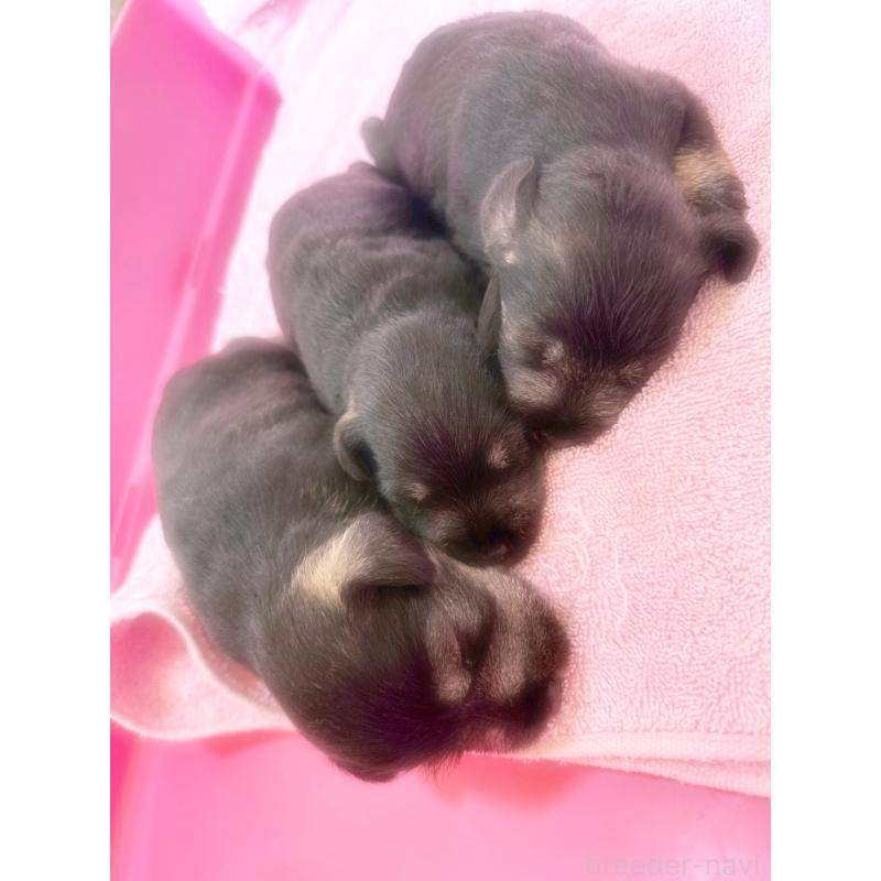 販売中の福岡県のミニチュアシュナウザー-421697の3枚目