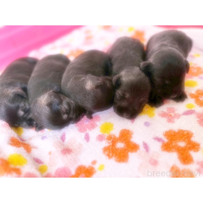 販売中の福岡県のミニチュアシュナウザー-421698の7枚目