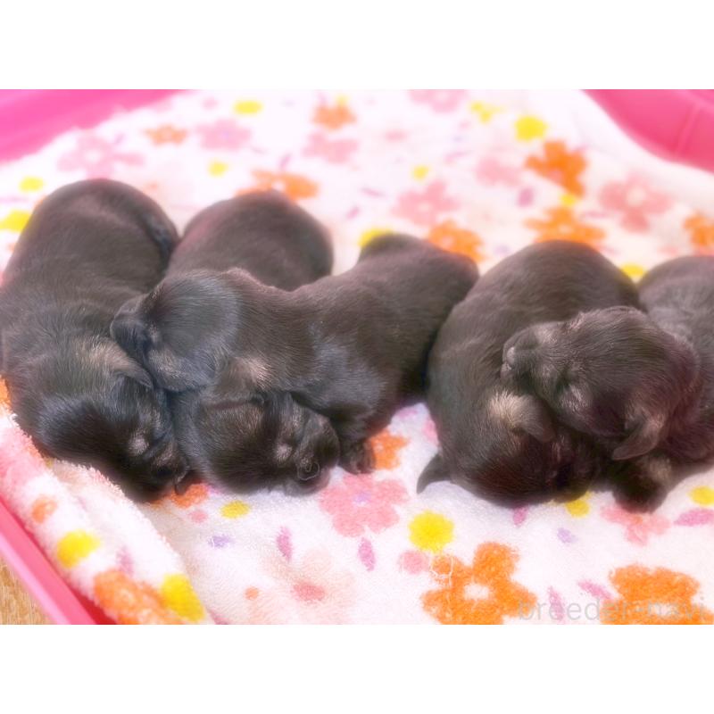 販売中の福岡県のミニチュアシュナウザー-421698の6枚目