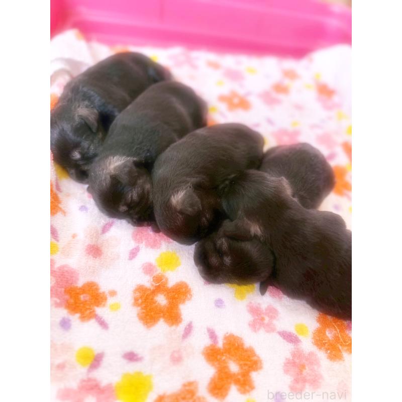 販売中の福岡県のミニチュアシュナウザー-421698の2枚目