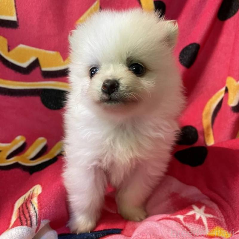 販売中の青森県のポメラニアン-421702の4枚目