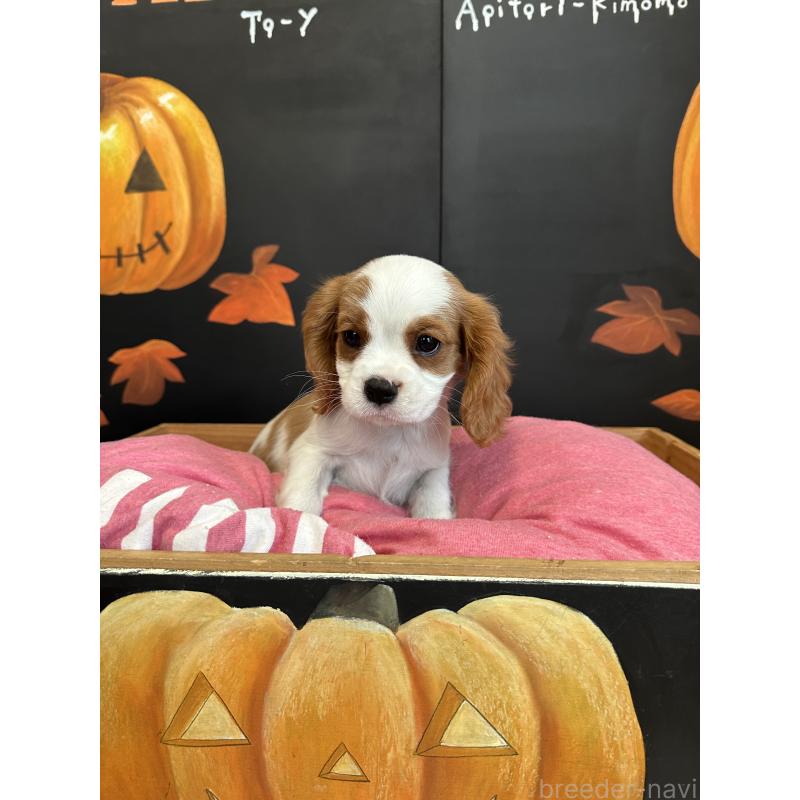 販売中の埼玉県のキャバリアキングチャールズスパニエル-415337の6枚目