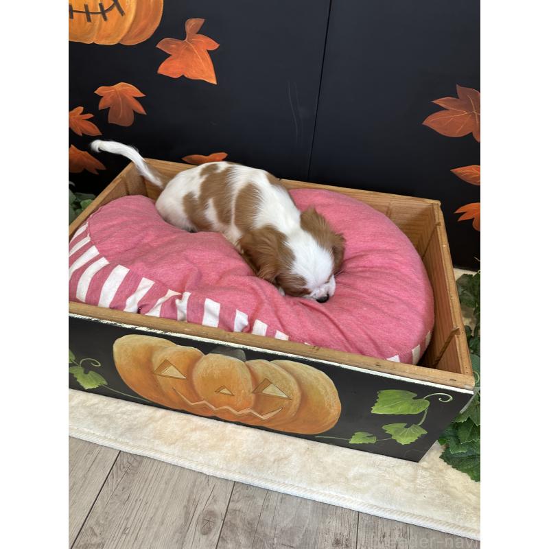 販売中の埼玉県のキャバリアキングチャールズスパニエル-415337の4枚目