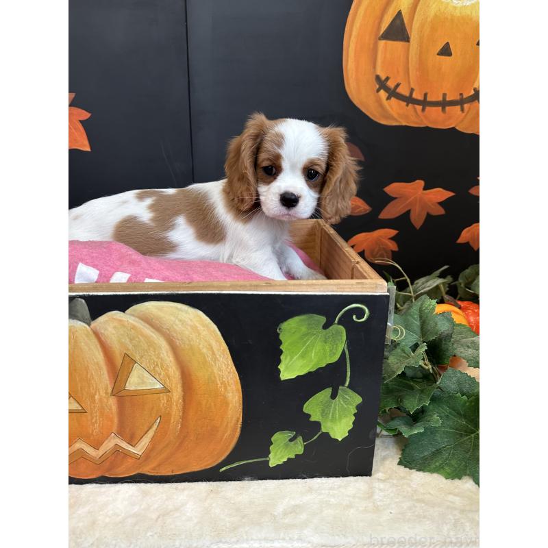 販売中の埼玉県のキャバリアキングチャールズスパニエル-415337の3枚目