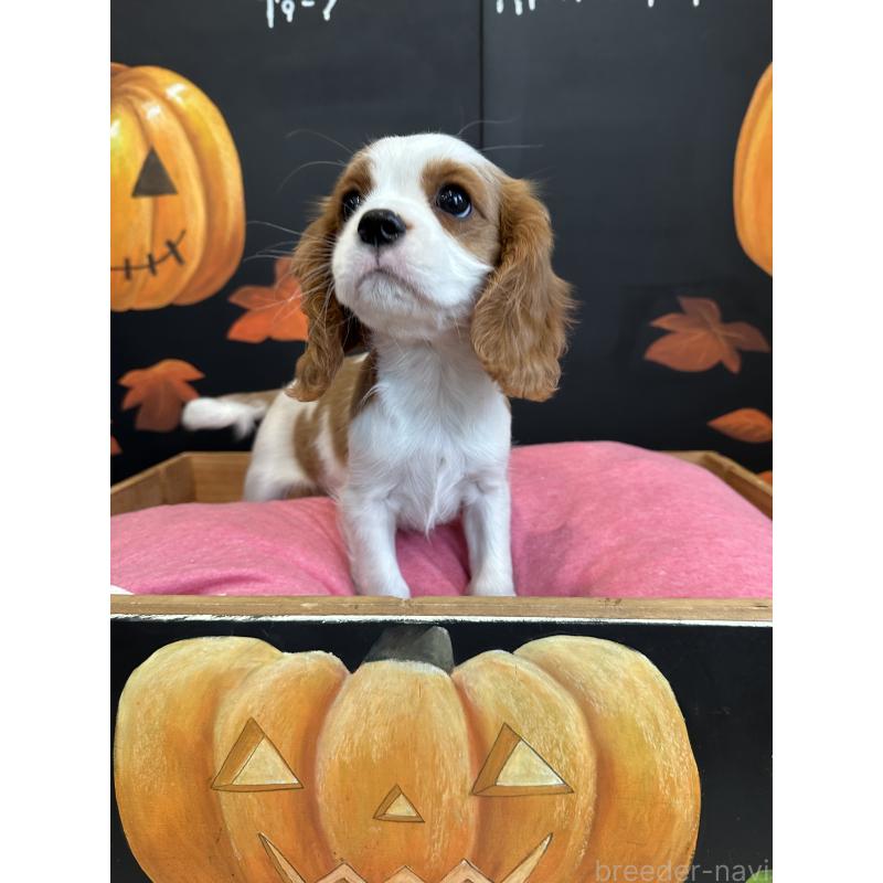 販売中の埼玉県のキャバリアキングチャールズスパニエル-415337の2枚目