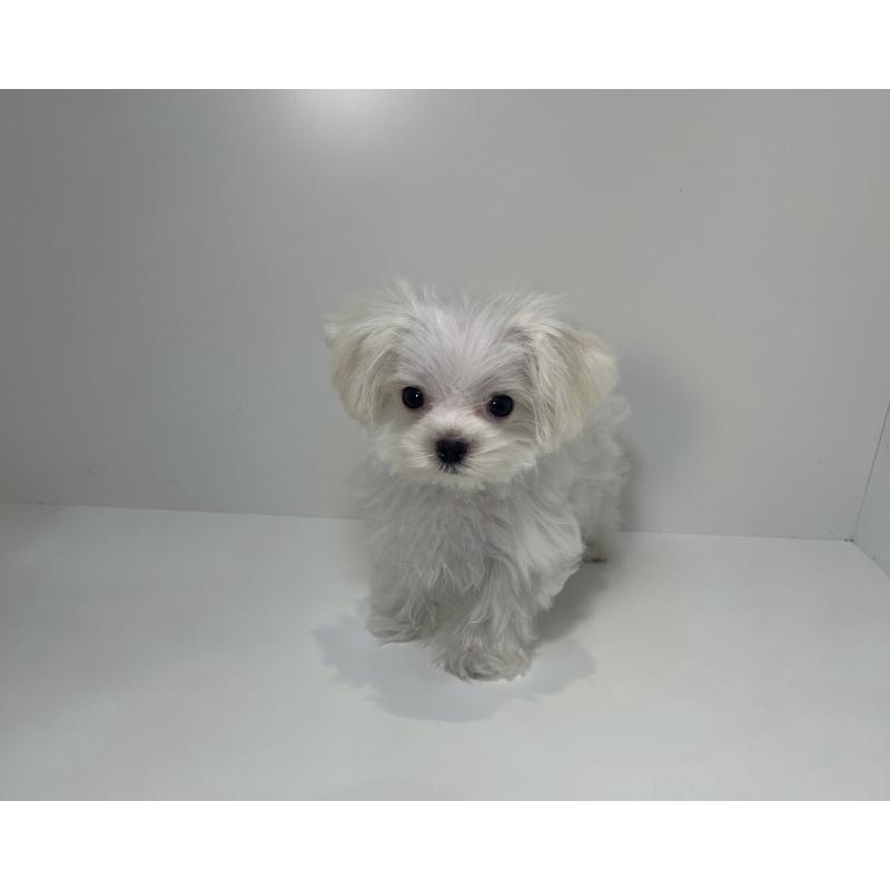 販売中の広島県のマルチーズ-405280の3枚目