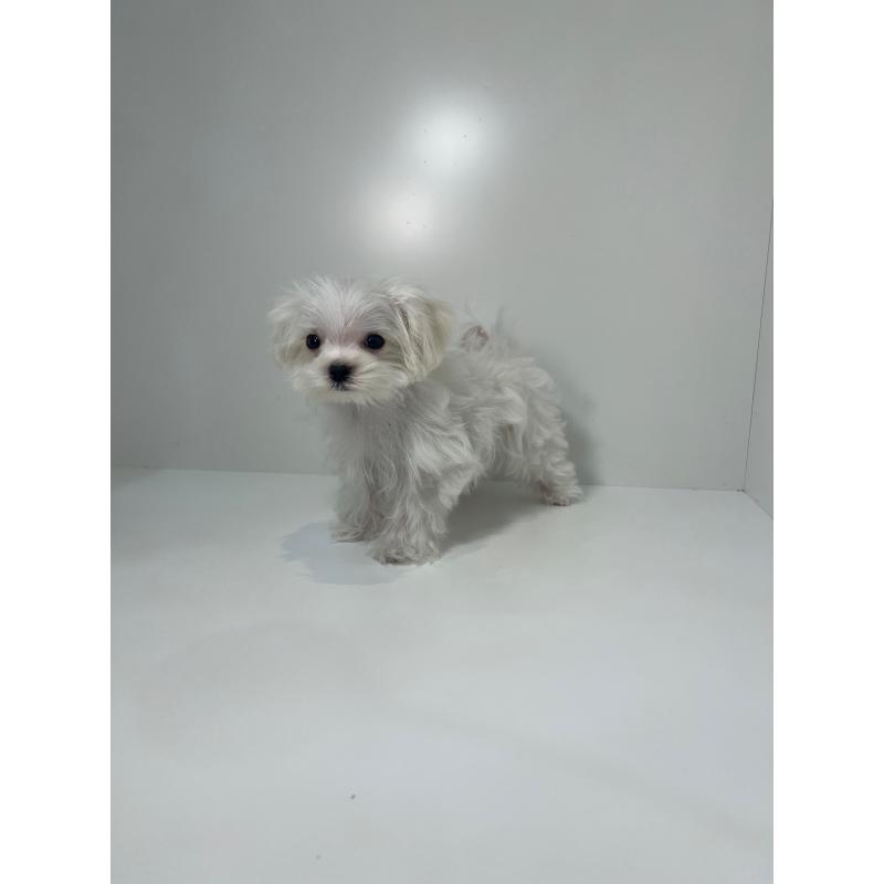 販売中の広島県のマルチーズ-405280の2枚目