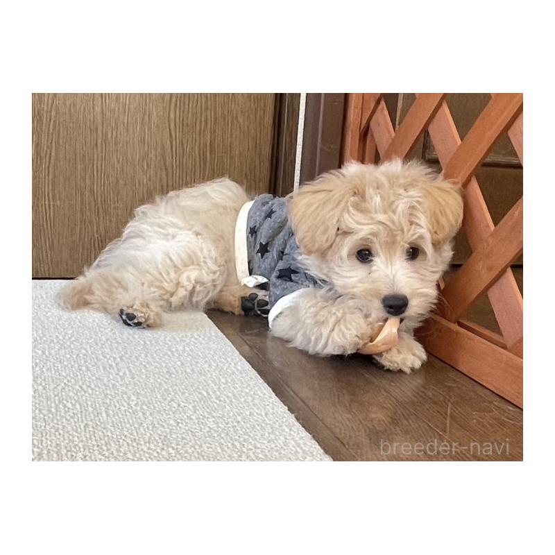 販売中の福岡県のポメプー:ポメラニアン×トイプードル-406553の19枚目