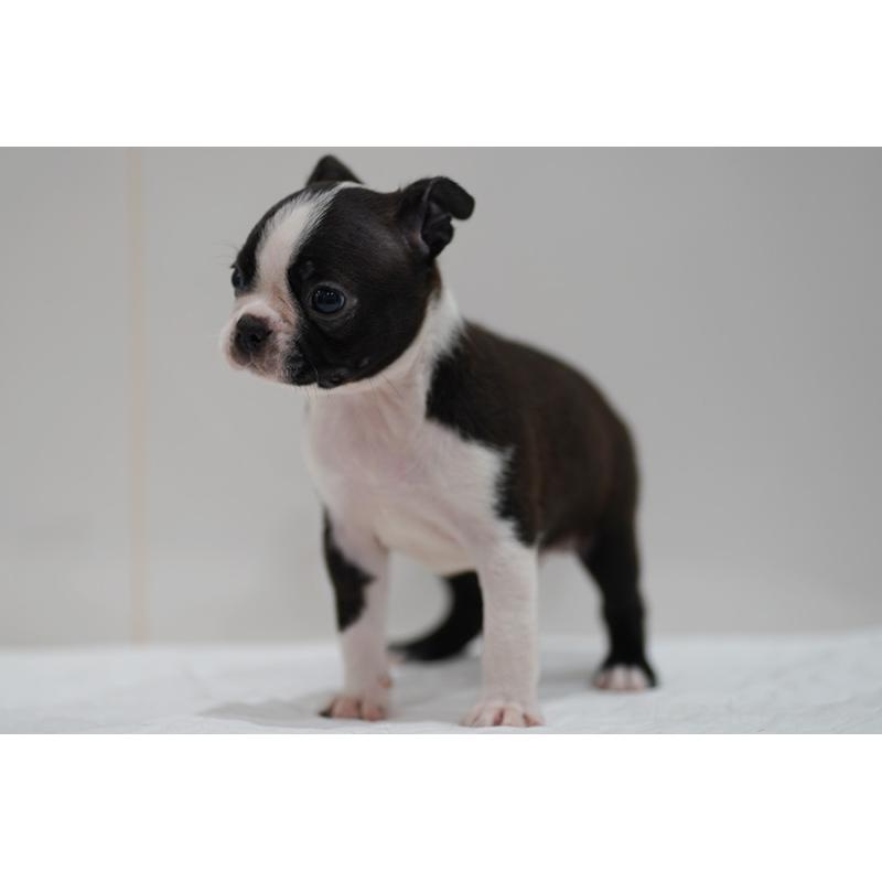 販売中の京都府のボストンテリア-420386の11枚目