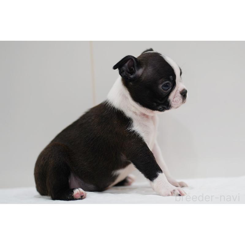 販売中の京都府のボストンテリア-420386の10枚目