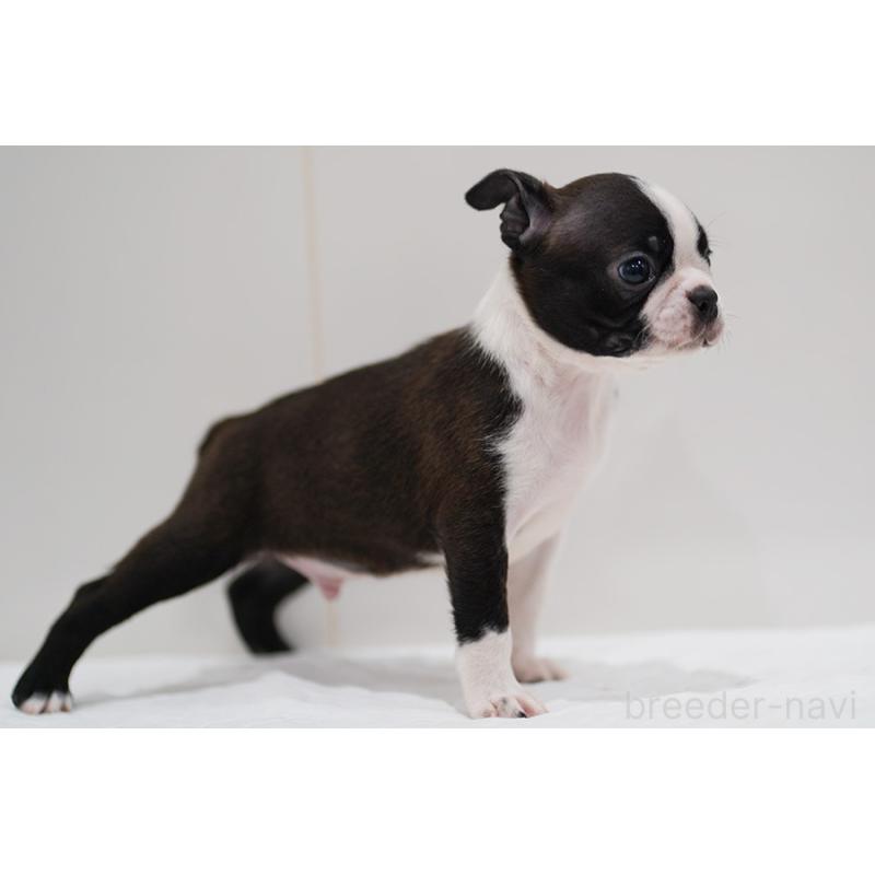 販売中の京都府のボストンテリア-420386の9枚目