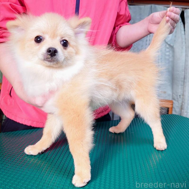 販売中の山口県のポメラニアン-399828の4枚目