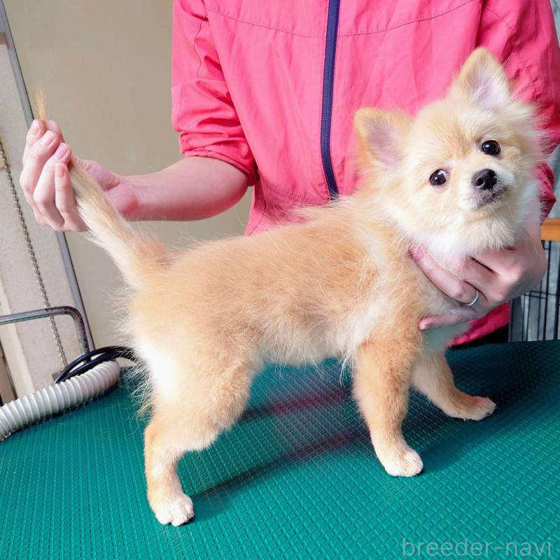 販売中の山口県のポメラニアン-399828の3枚目