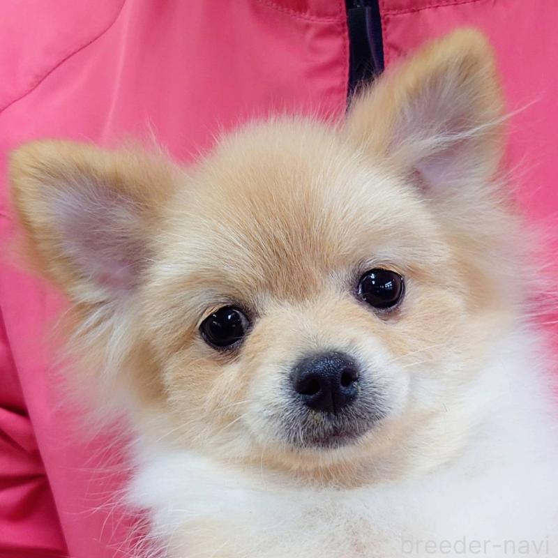 販売中の山口県のポメラニアン-399828の2枚目