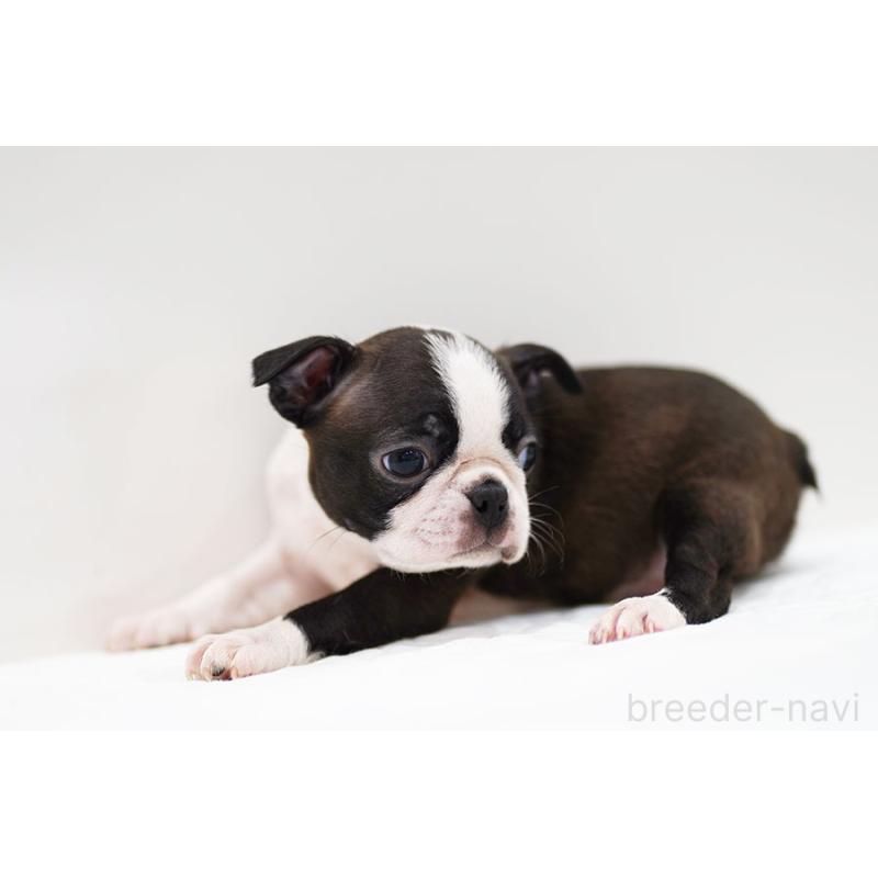 販売中の京都府のボストンテリア-420382の10枚目