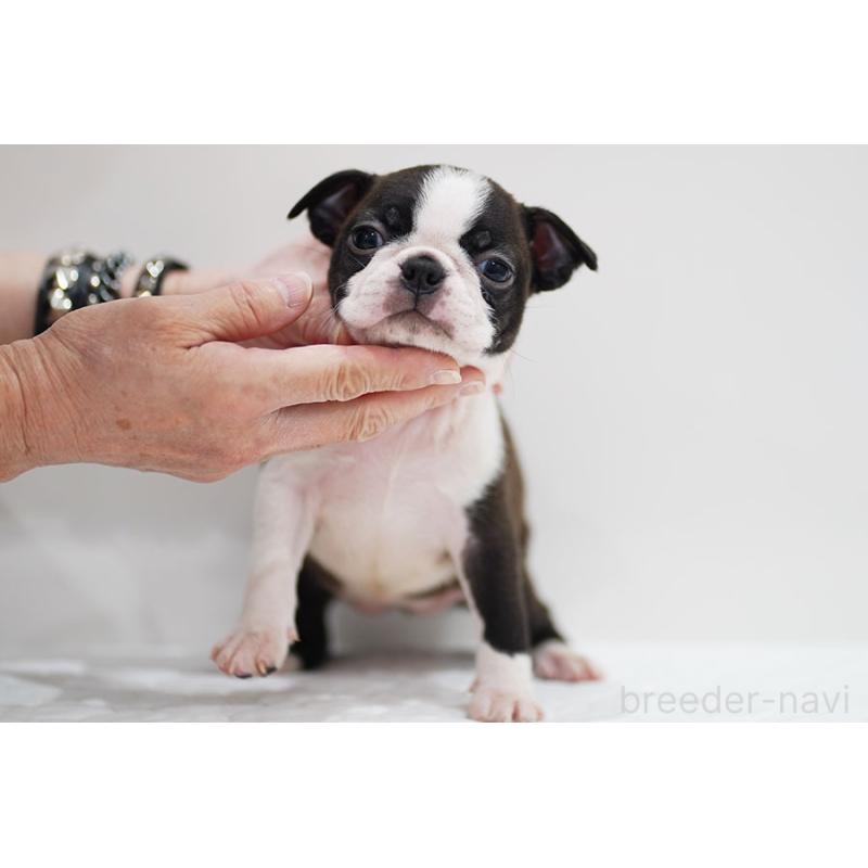 販売中の京都府のボストンテリア-420382の9枚目