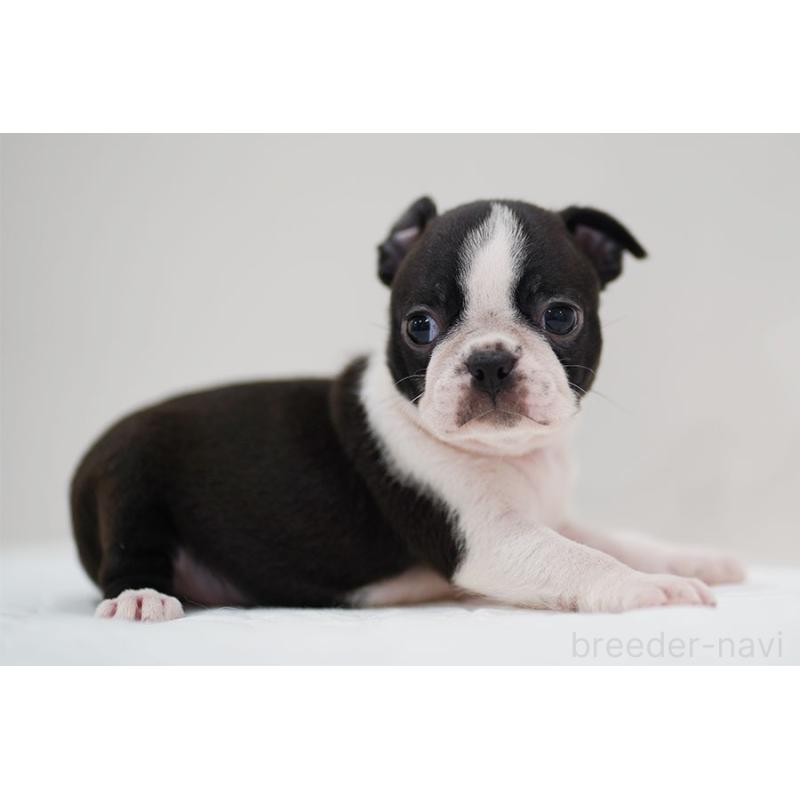 成約済の京都府のボストンテリア-420383の4枚目