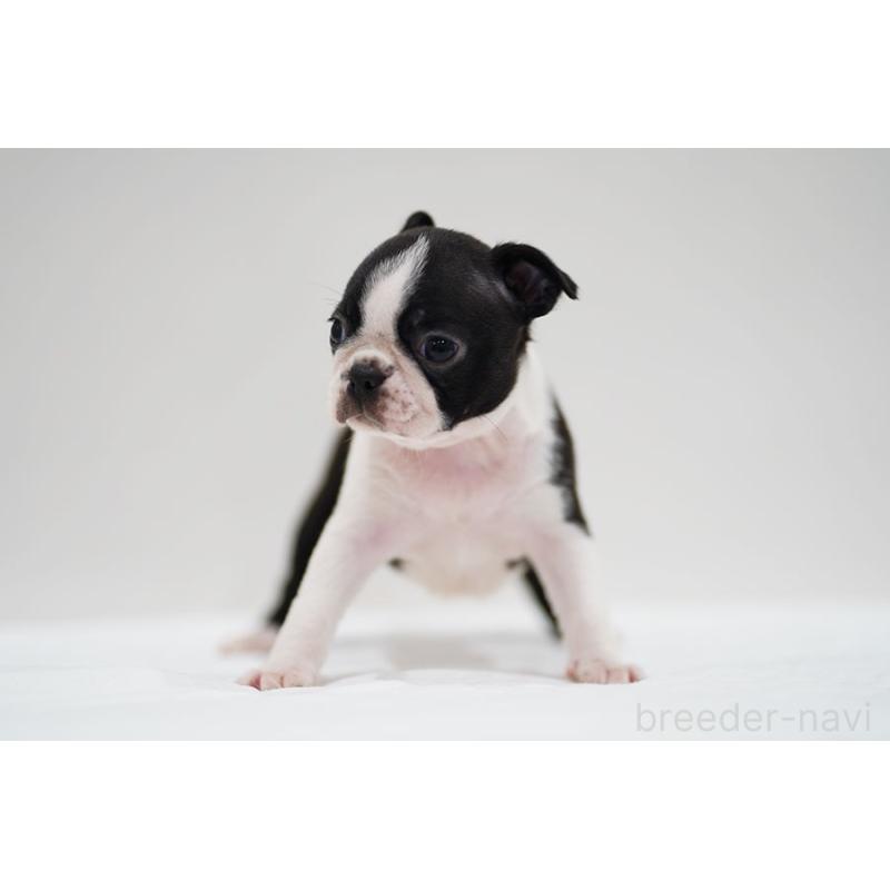 成約済の京都府のボストンテリア-420383の3枚目