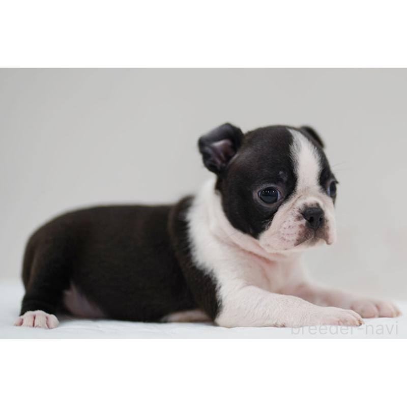 成約済の京都府のボストンテリア-420383の2枚目