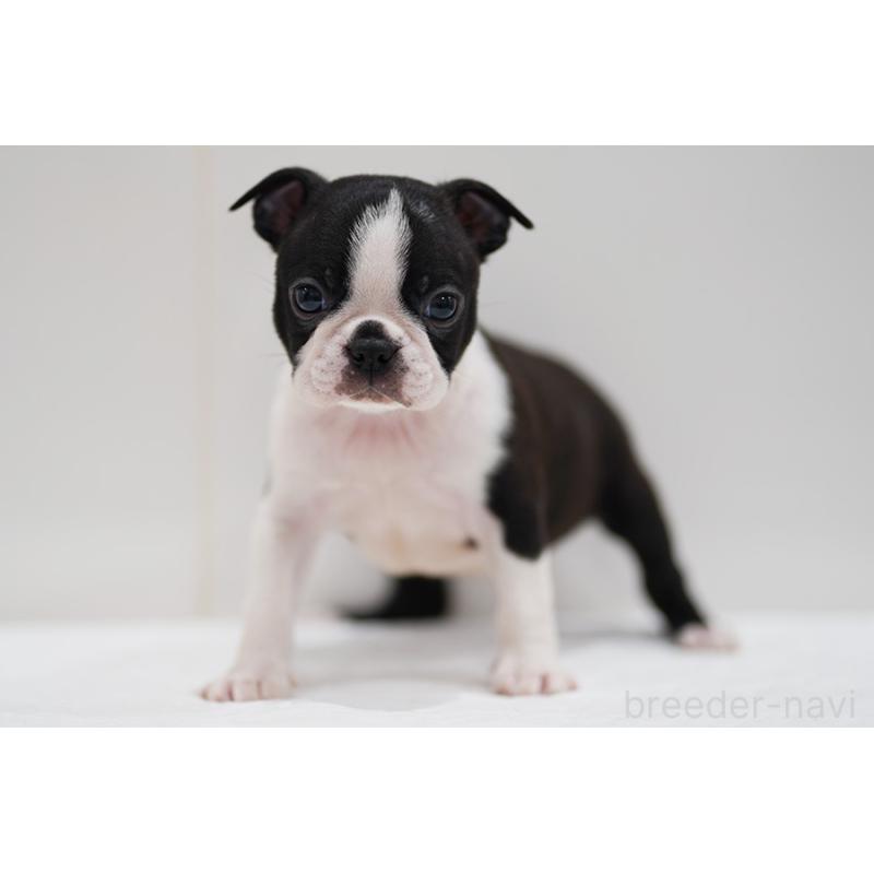 販売中の京都府のボストンテリア-420384の11枚目