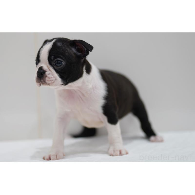 販売中の京都府のボストンテリア-420384の10枚目