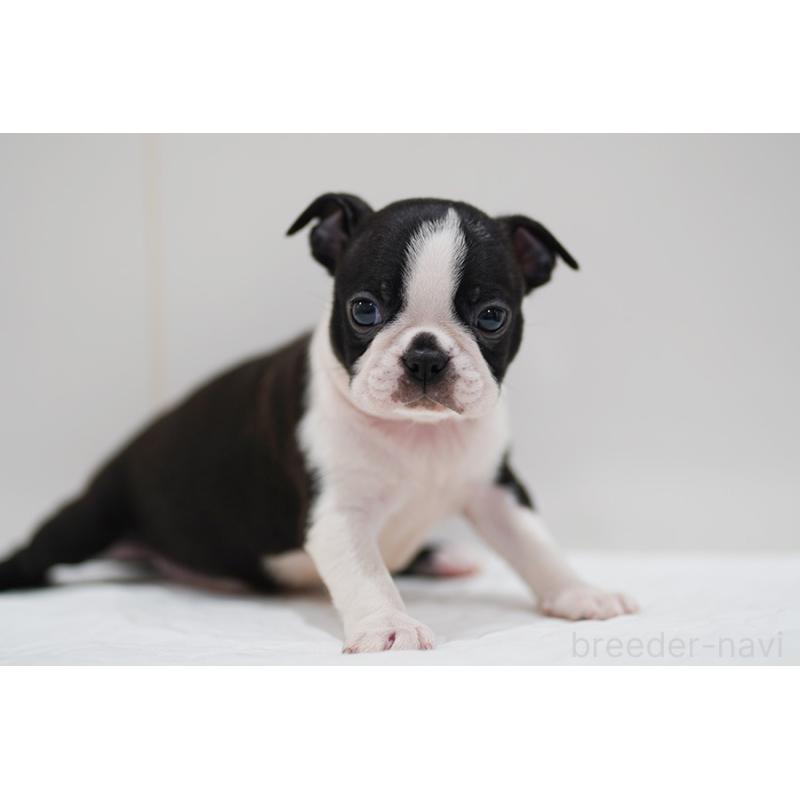 販売中の京都府のボストンテリア-420384の9枚目