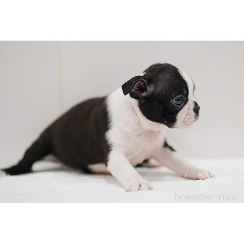 販売中の京都府のボストンテリア-420384の8枚目