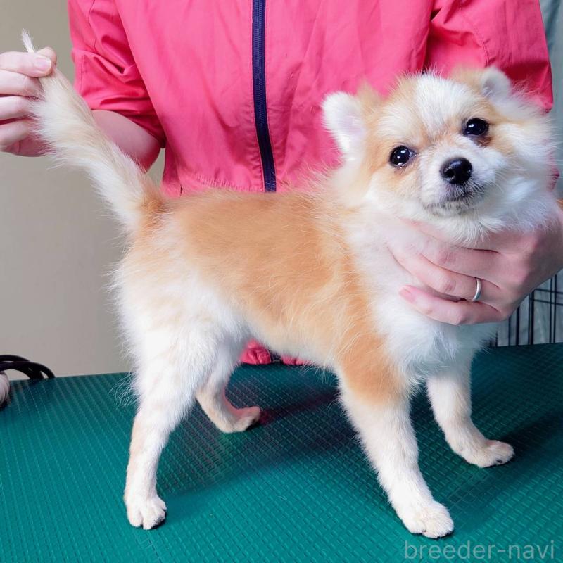 販売中の山口県のポメラニアン-421721の4枚目