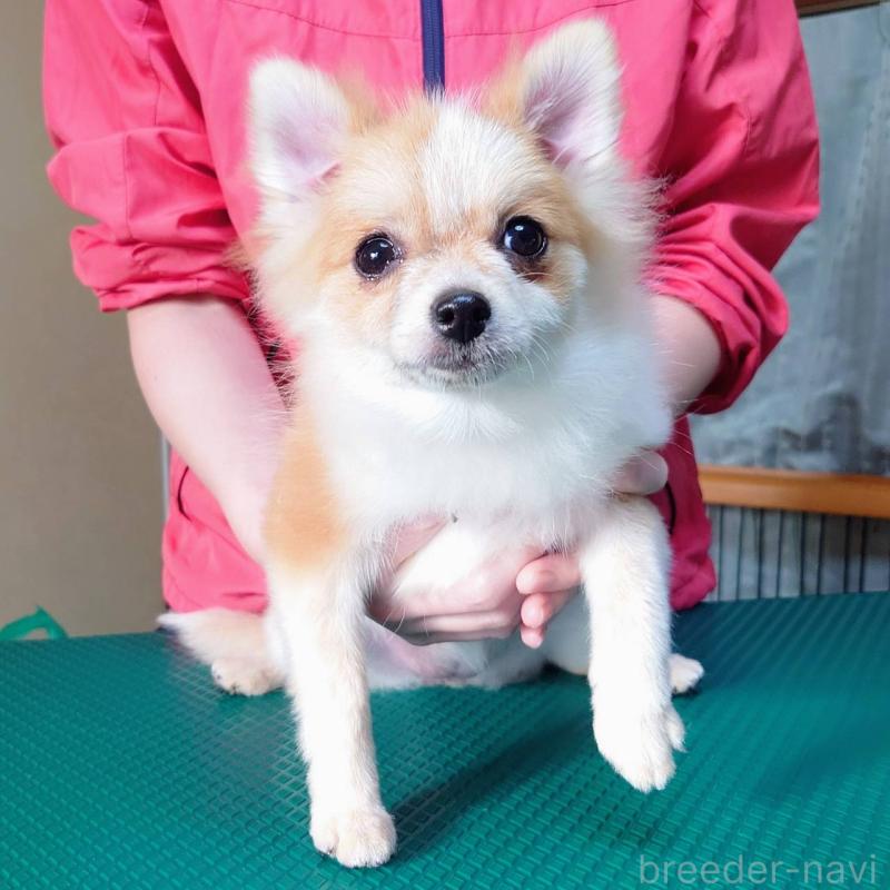 販売中の山口県のポメラニアン-421721の1枚目