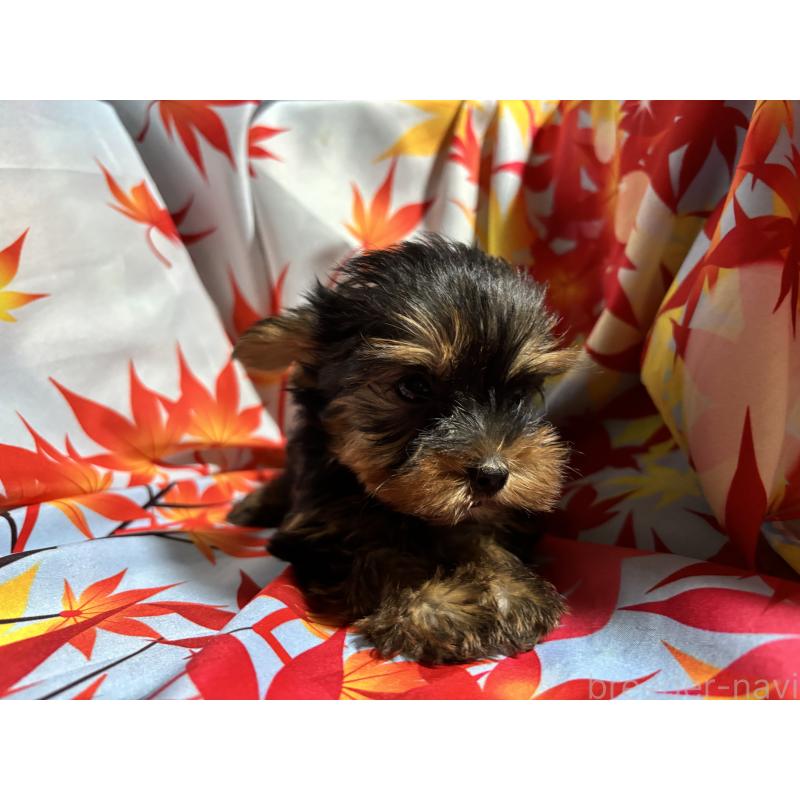 成約済の千葉県のヨークシャーテリア-414202の2枚目