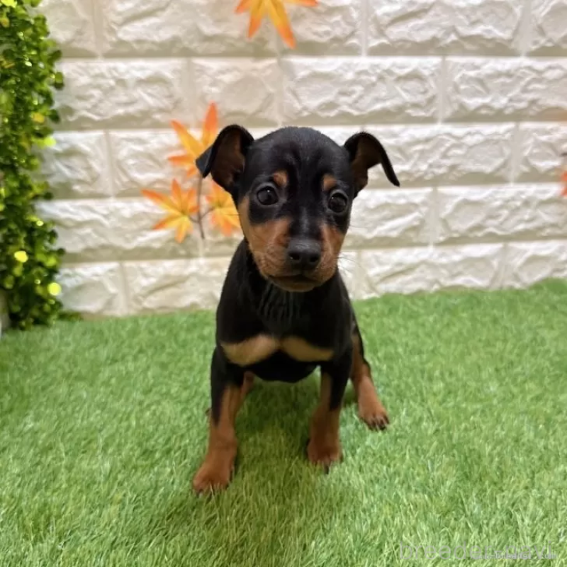 商談中の愛知県のミニチュアピンシャー(ミニピン)-417639