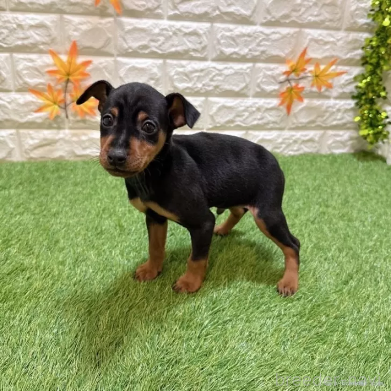 成約済の愛知県のミニチュアピンシャー(ミニピン)-417639の5枚目