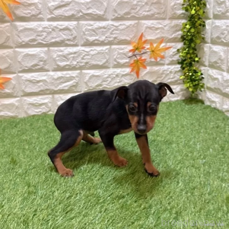 成約済の愛知県のミニチュアピンシャー(ミニピン)-417639の4枚目