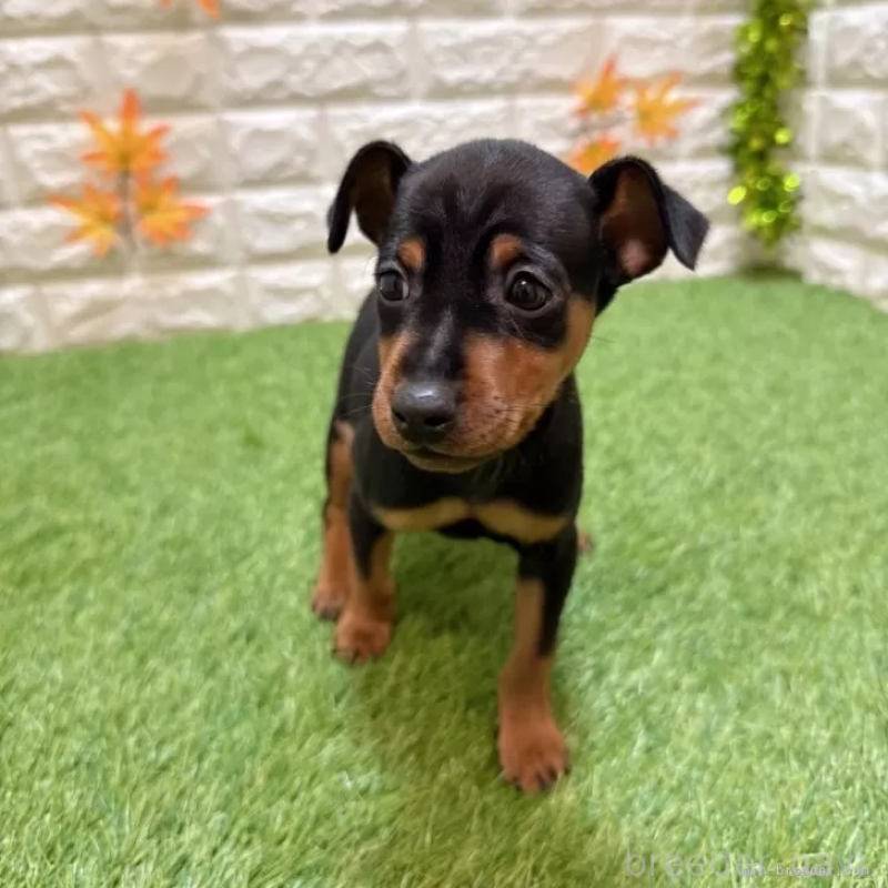 成約済の愛知県のミニチュアピンシャー(ミニピン)-417639の3枚目