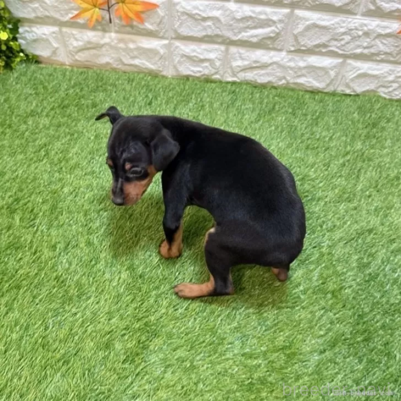 成約済の愛知県のミニチュアピンシャー(ミニピン)-417639の2枚目