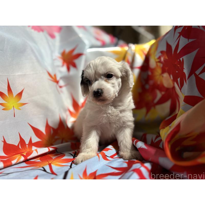 成約済の千葉県のチャイニーズクレステッドドッグ-416795の2枚目