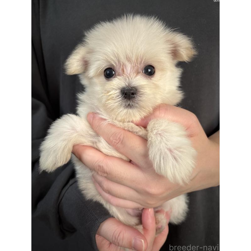 販売中の熊本県のポメマル:ポメラニアン×マルチーズ-417779の5枚目
