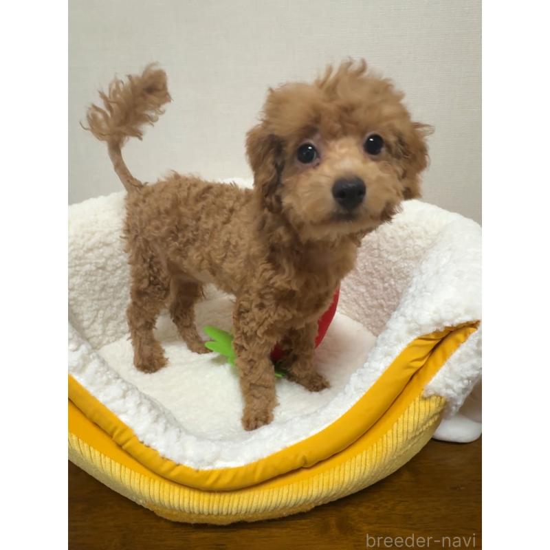 販売中の広島県のタイニープードル-415633