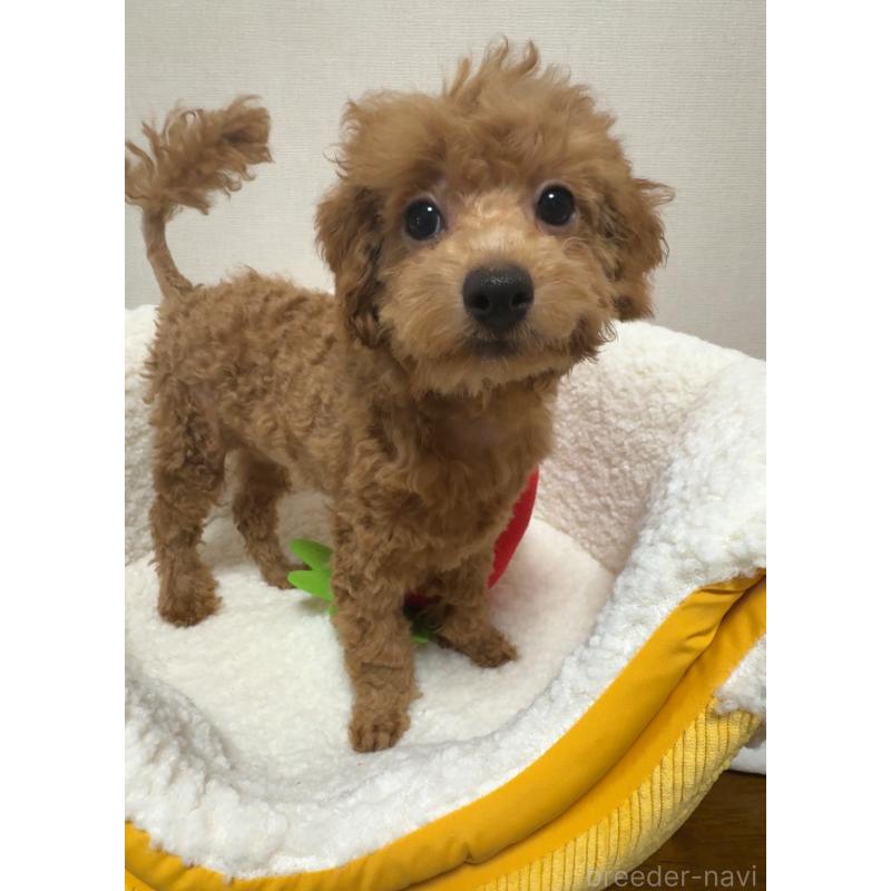 販売中の広島県のタイニープードル-415633の6枚目