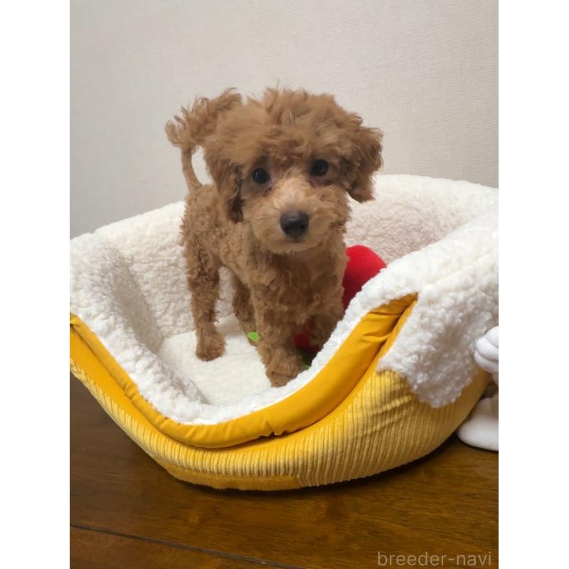 販売中の広島県のタイニープードル-415633の5枚目