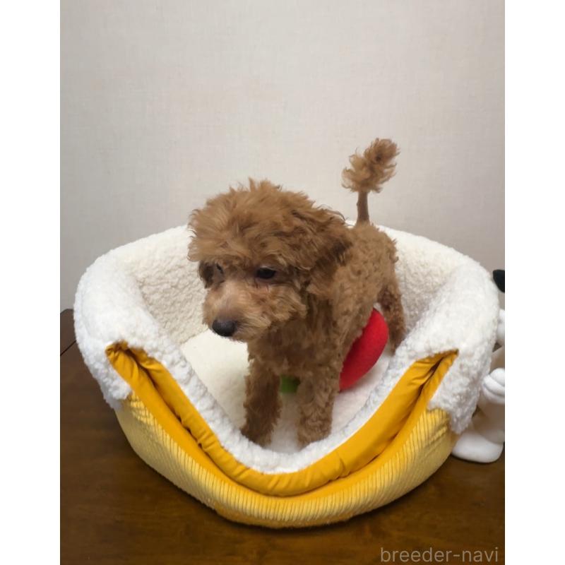 販売中の広島県のタイニープードル-415633の4枚目