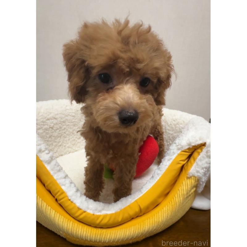 販売中の広島県のタイニープードル-415633の3枚目