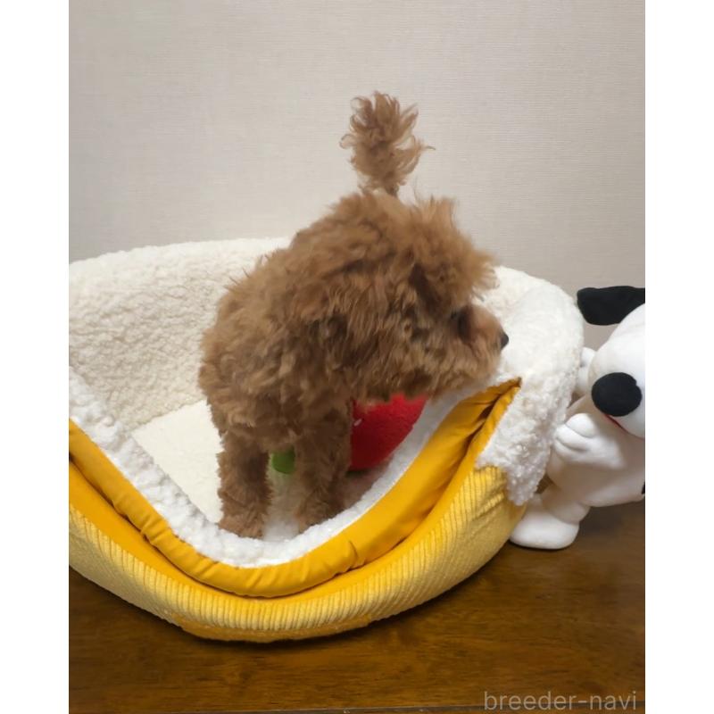 販売中の広島県のタイニープードル-415633の2枚目