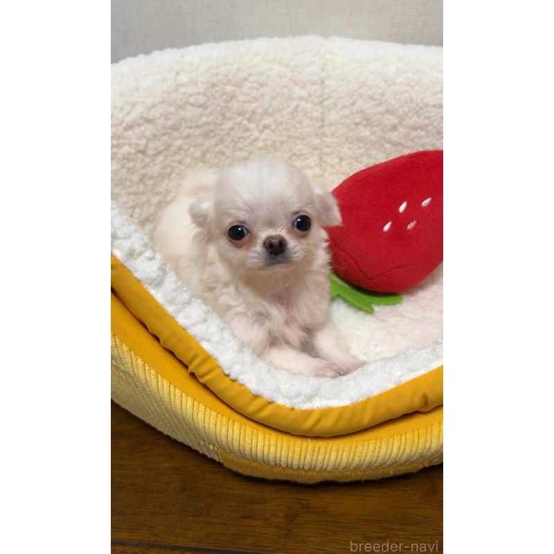 販売中の広島県のチワワ(ロングコート)-415625の8枚目