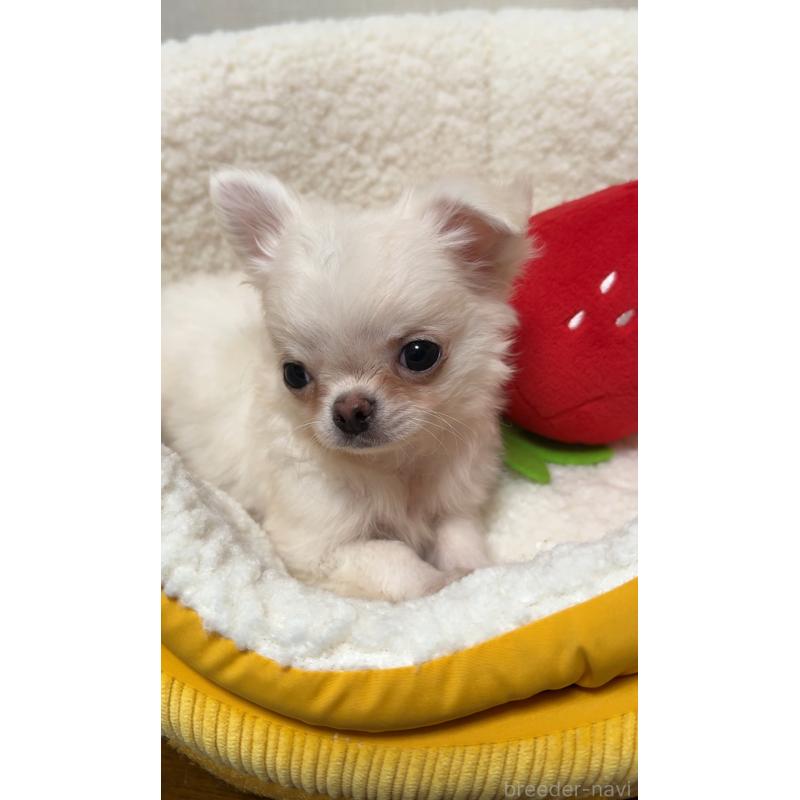 販売中の広島県のチワワ(ロングコート)-415625の7枚目