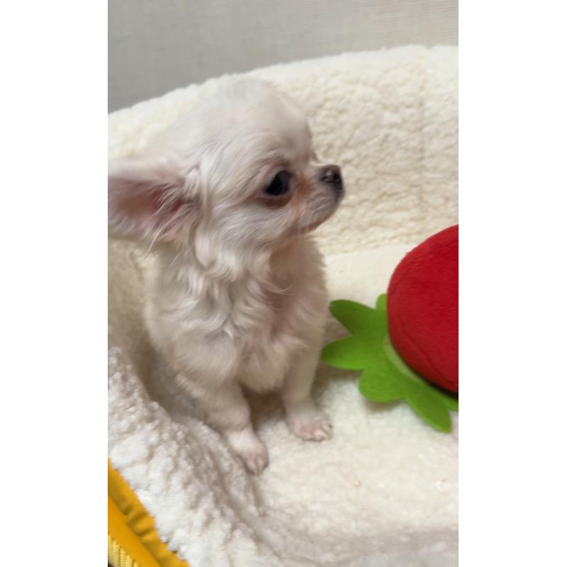 販売中の広島県のチワワ(ロングコート)-415625の6枚目