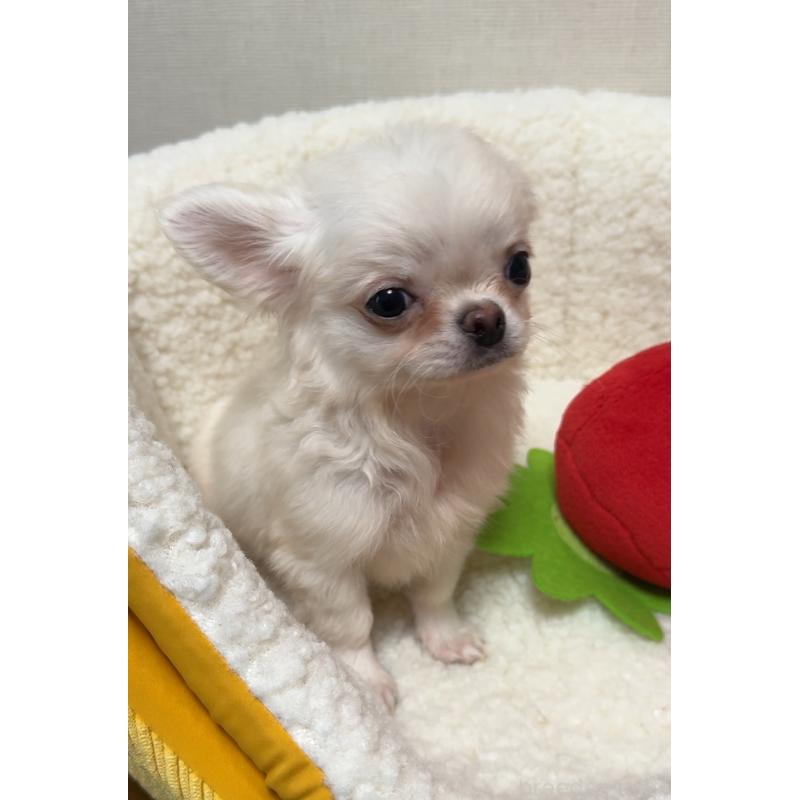 販売中の広島県のチワワ(ロングコート)-415625の5枚目